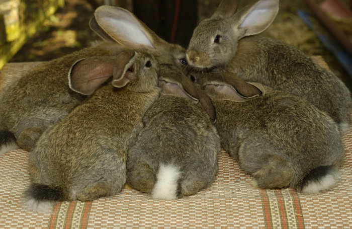 DSC_0377 - Tineret 2012