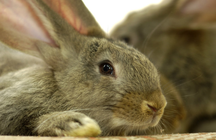 DSC_0379 - Tineret 2012