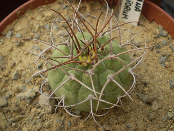 Matucana madisoniorum - Matucana