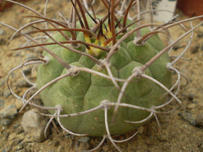 Matucana madisoniorum