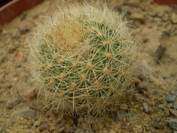 Matucana roseoalba