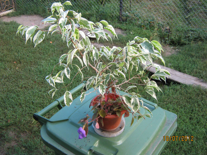 ficus benjamin alb
