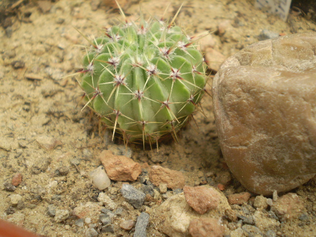 Notocactus buiningii - Notocactus 2012