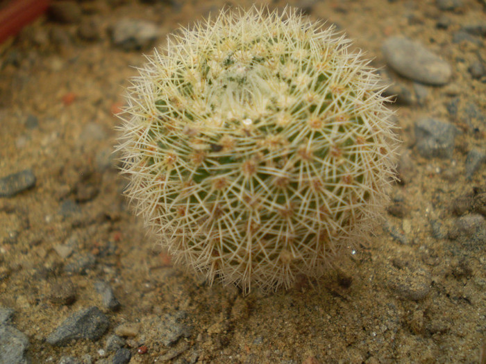 Notocactus gutierezii - Notocactus 2012