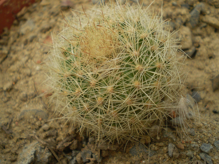 Notocactus gutierezii - Notocactus 2012