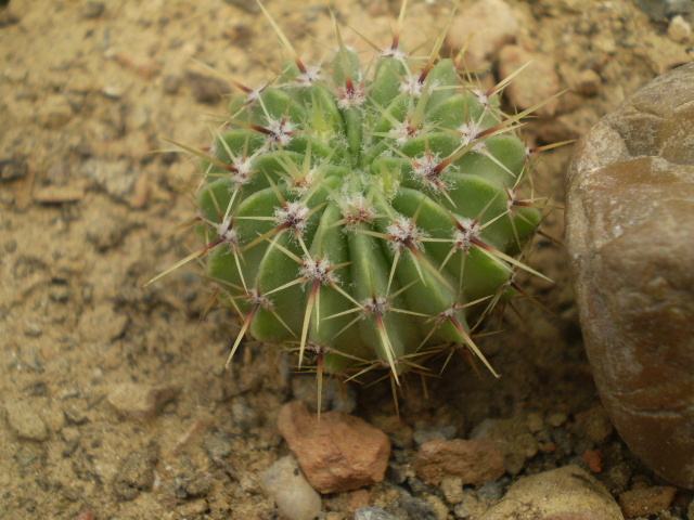 Notocactus buiningii - Notocactus 2012