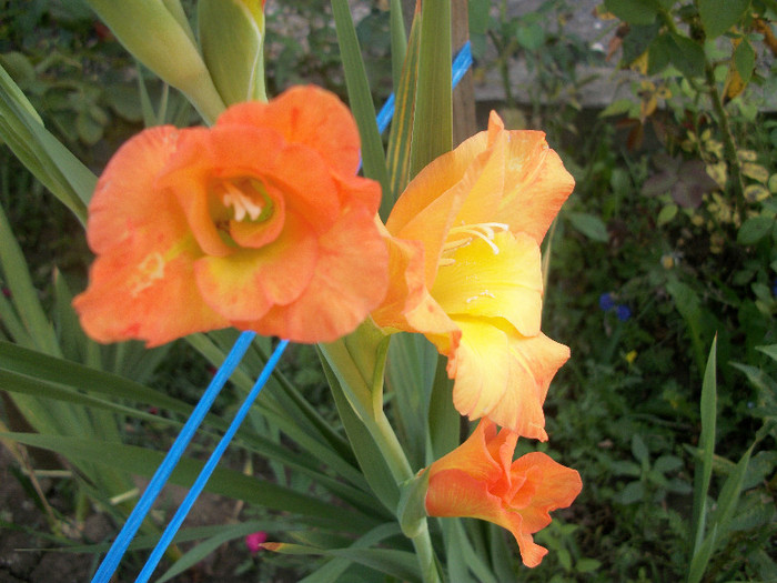 100_3436 - gladiole 2012