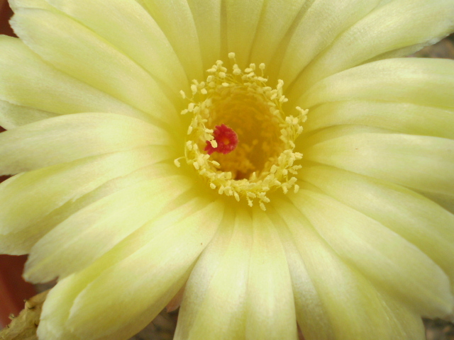 Notocactus ottonis - Notocactus 2012