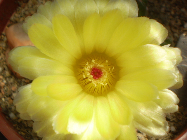 Notocactus ottonis - Notocactus 2012