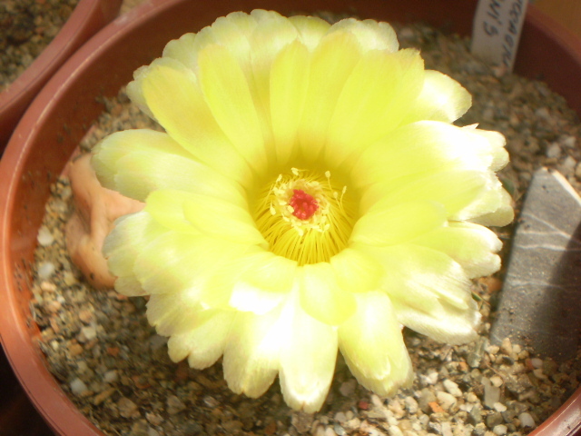 Notocactus ottonis - Notocactus 2012