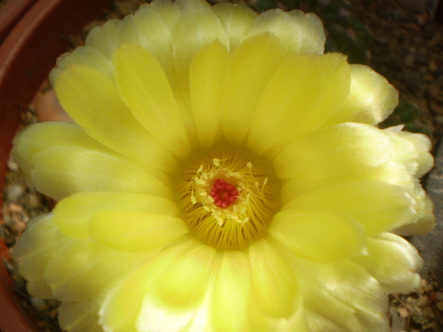 Notocactus ottonis - Notocactus 2012