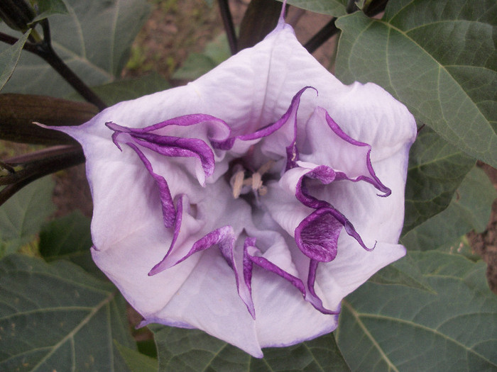 100_3532 - datura 2012