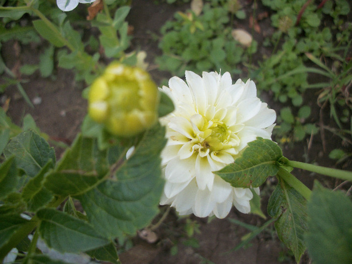 100_3450 - dalii 2012