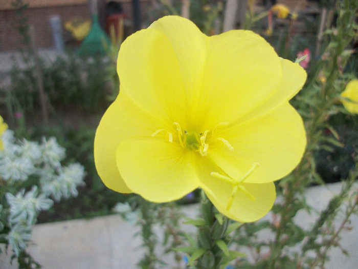 100_3457 - oenothera 2012