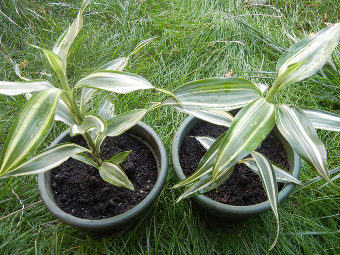 Dracaena Warneckei (2012, Aug.25) - Dracaena fr Warneckei