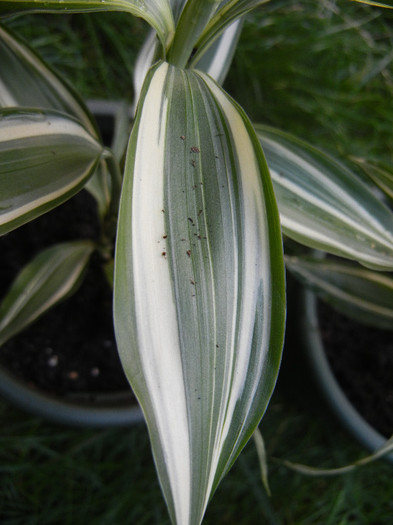 Dracaena Warneckei (2012, Aug.25) - Dracaena fr Warneckei