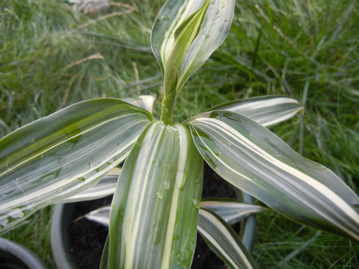 Dracaena Warneckei (2012, Aug.25)