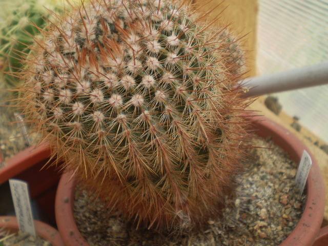 Notocactus schlosseri - Notocactus 2012