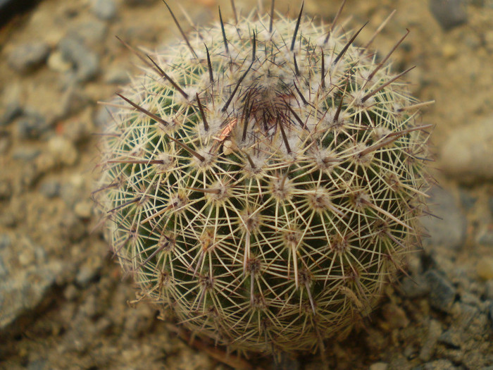 Notocactus roseiflorus