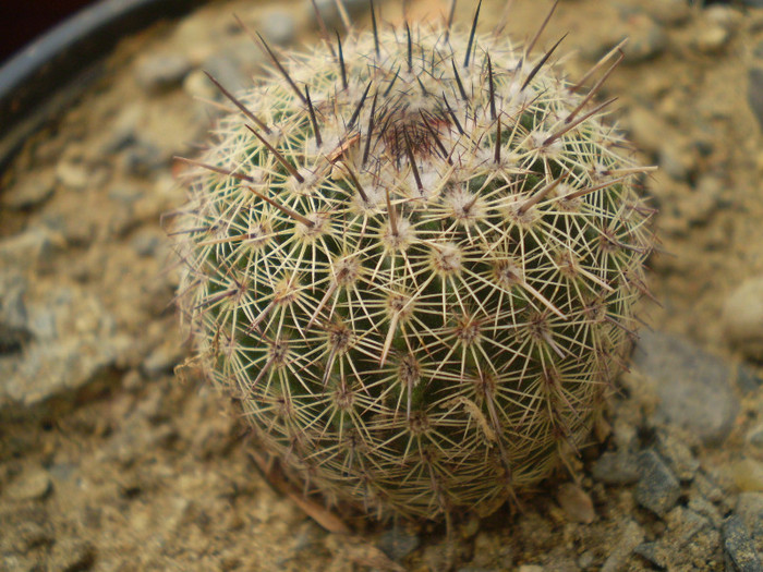 Notocactus roseiflorus