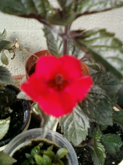 26 august 2012-flori 074 - august 2012-1