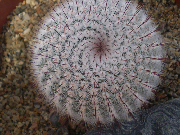 Notocactus scopa var. cobrensis - Notocactus 2012
