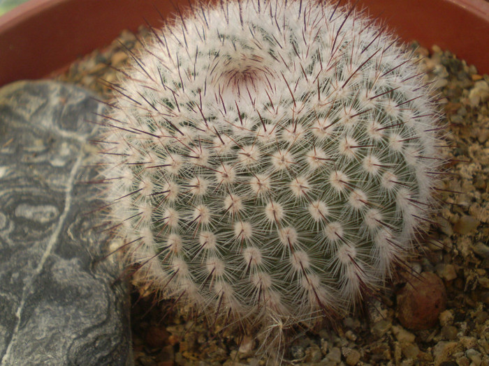 Notocactus scopa var. cobrensis - Notocactus 2012