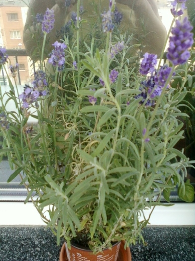 lavanda "blue scent"