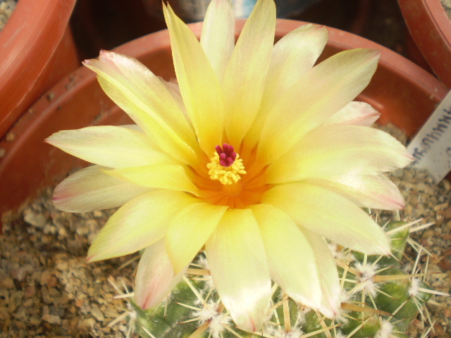 Notocactus submammulosus - Notocactus 2012