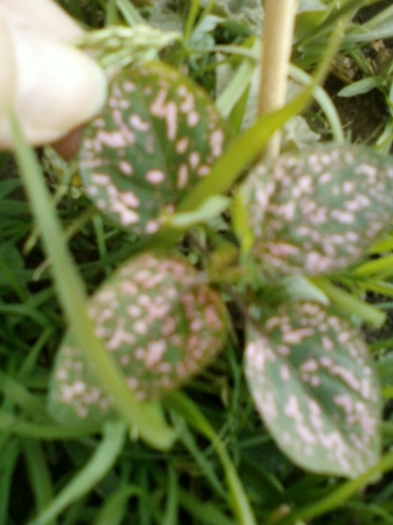 hypoestes-verde cu roz - hypoestes-mihaela iordache