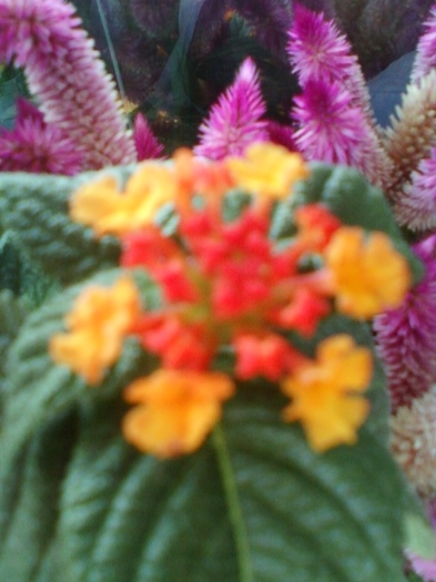 26 august 2012-flori 026 - lantana camara