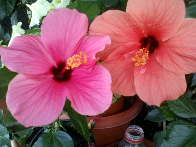 26 august 2012-flori 059 - hibiscus