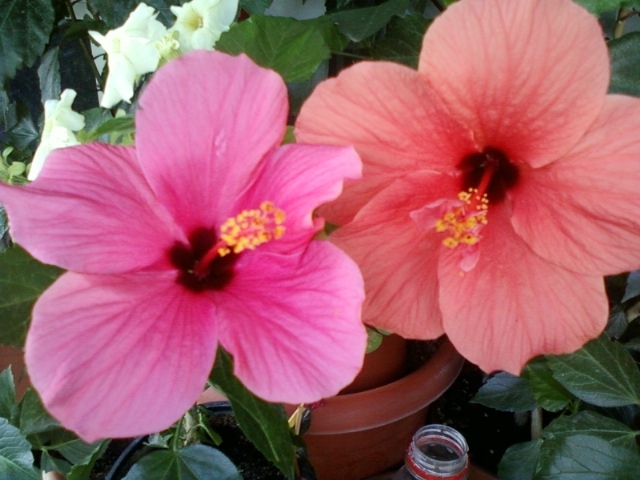 hibi-duet, rosu+ciclam simplu - hibiscus