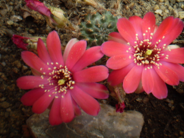 Mediolobivia pygmaea v. violascens - Medio 2012