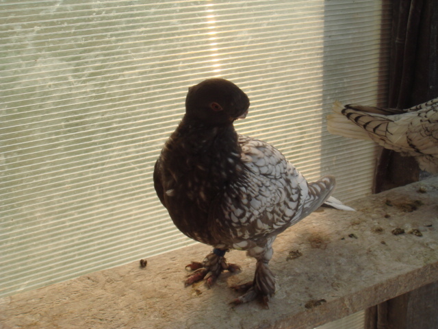 DSC02743 - TINERET 2012