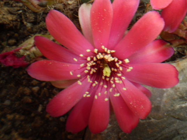 Mediolobivia pygmaea v. violascens - Medio 2012