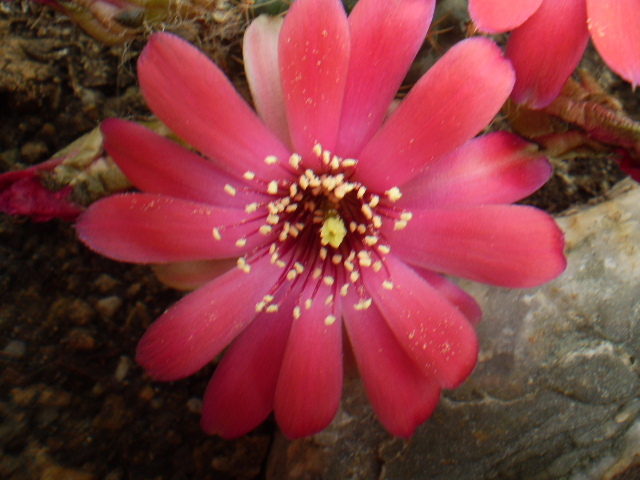 Mediolobivia pygmaea v. violascens - Medio 2012