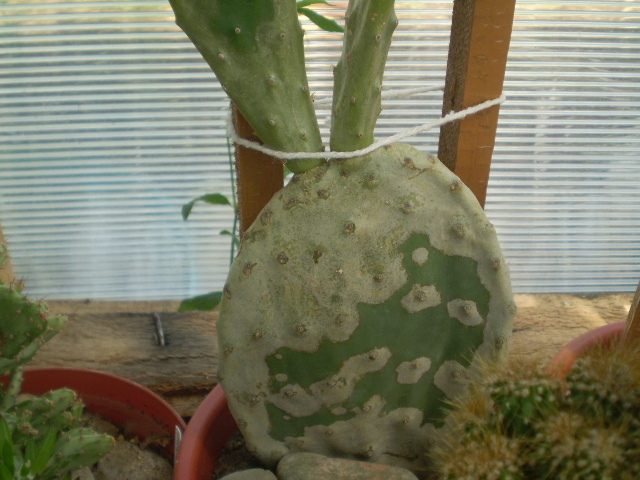 Opuntia azurea