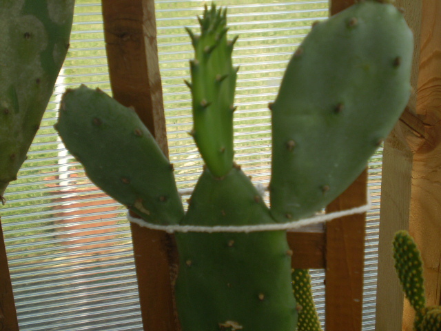 Opuntia ficus indica - Opuntia 2012