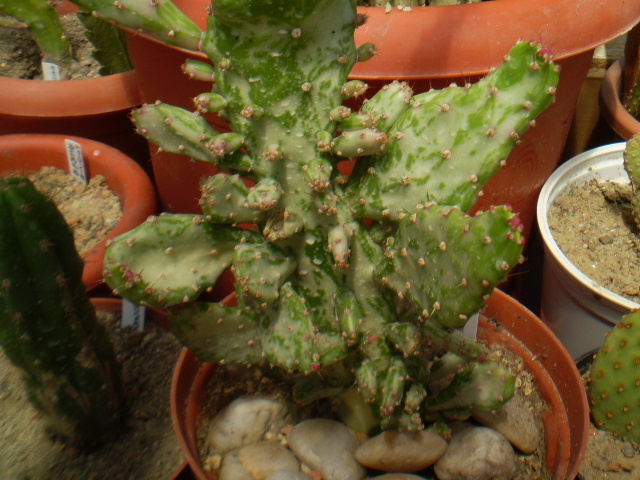 Opuntia monocantha