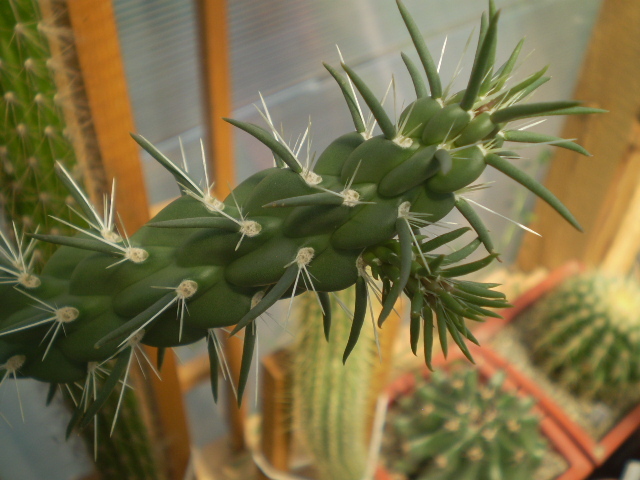 Marenopuntia marenae - Opuntia 2012