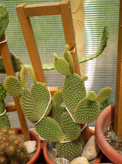 Opuntia microdasys - Opuntia 2012