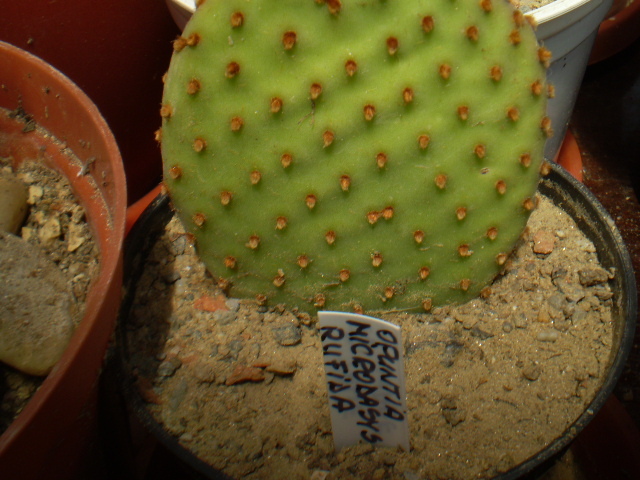 Opuntia microdasys rufida