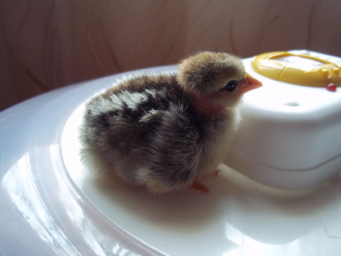 100_2001; puisor roscat  cu gat golas
