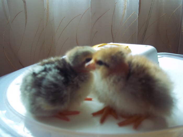 100_2004; doi puisori cu gat golas
