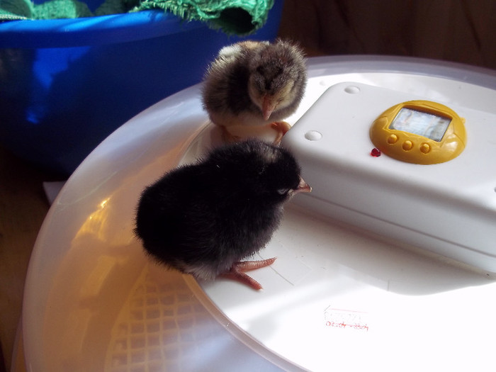 100_2011; astept si fratiorii mei..
