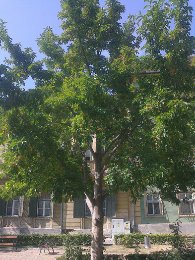 arb.Sibiu - arbori ornamentali 2012