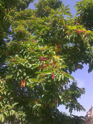 arbore Sibiu-magnolie?