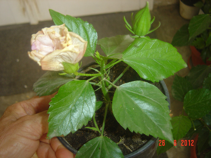 Picture 325 - 09-2012-HIBISCUS