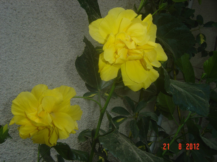 Picture 292 - 09-2012-HIBISCUS